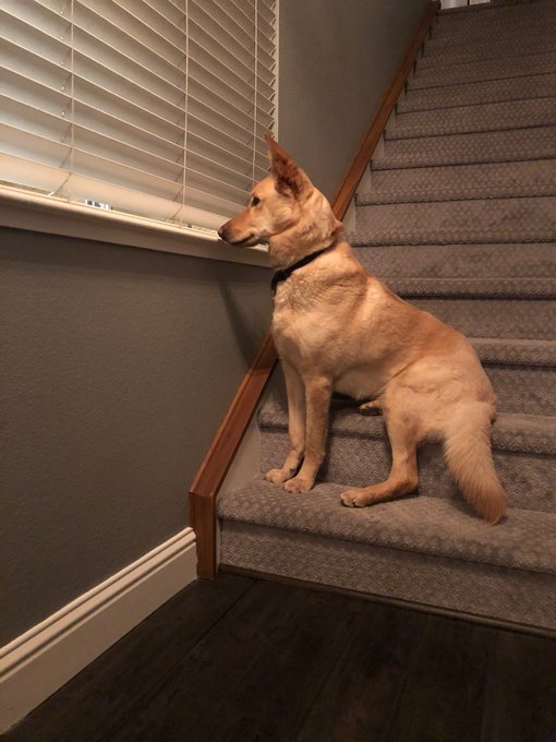 My mom got my dogs reaction of me leaving and coming home 😭😭 my heart my baby girl 💗💗🐶 https://t.co/