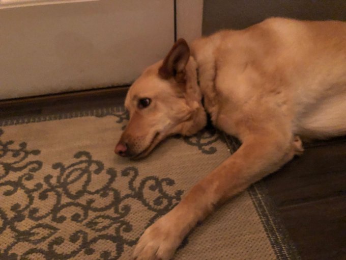 My mom got my dogs reaction of me leaving and coming home 😭😭 my heart my baby girl 💗💗🐶 https://t.co/