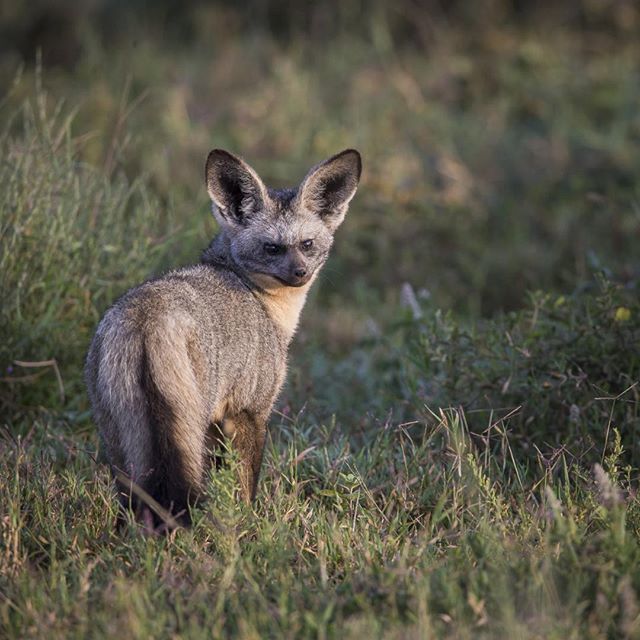 chjobic's tweet photo. Bat eared fox in the green #serengeti. These creatures can ear insects walking under the ground !
•
•
•
•
•
#ok_animals #animals_magic #tree_magic #quest_4_magic #nature #naturegram #animals #animalkingdom #animallove #natureshots #landscape #lan… https://t.co/3xc3RWiQfD https://t.co/25AcZQXeBV
