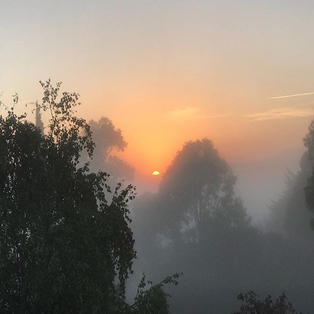 Fog, trees and sunrise - an amazing combination this morning ✨
So lucky to be able to get up early and enjoy it 😍
.
.
.
#sunrise #fog #aroomwithaview #morningsarethebest