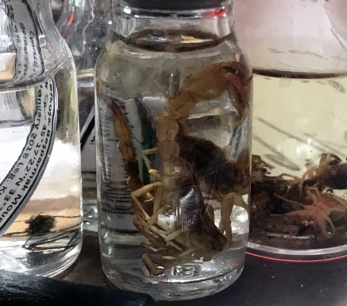 Linnaeus1758's tweet photo. Bu sabah böyle... #arachnology #scorpiones #buthus https://t.co/OKZSExHze8