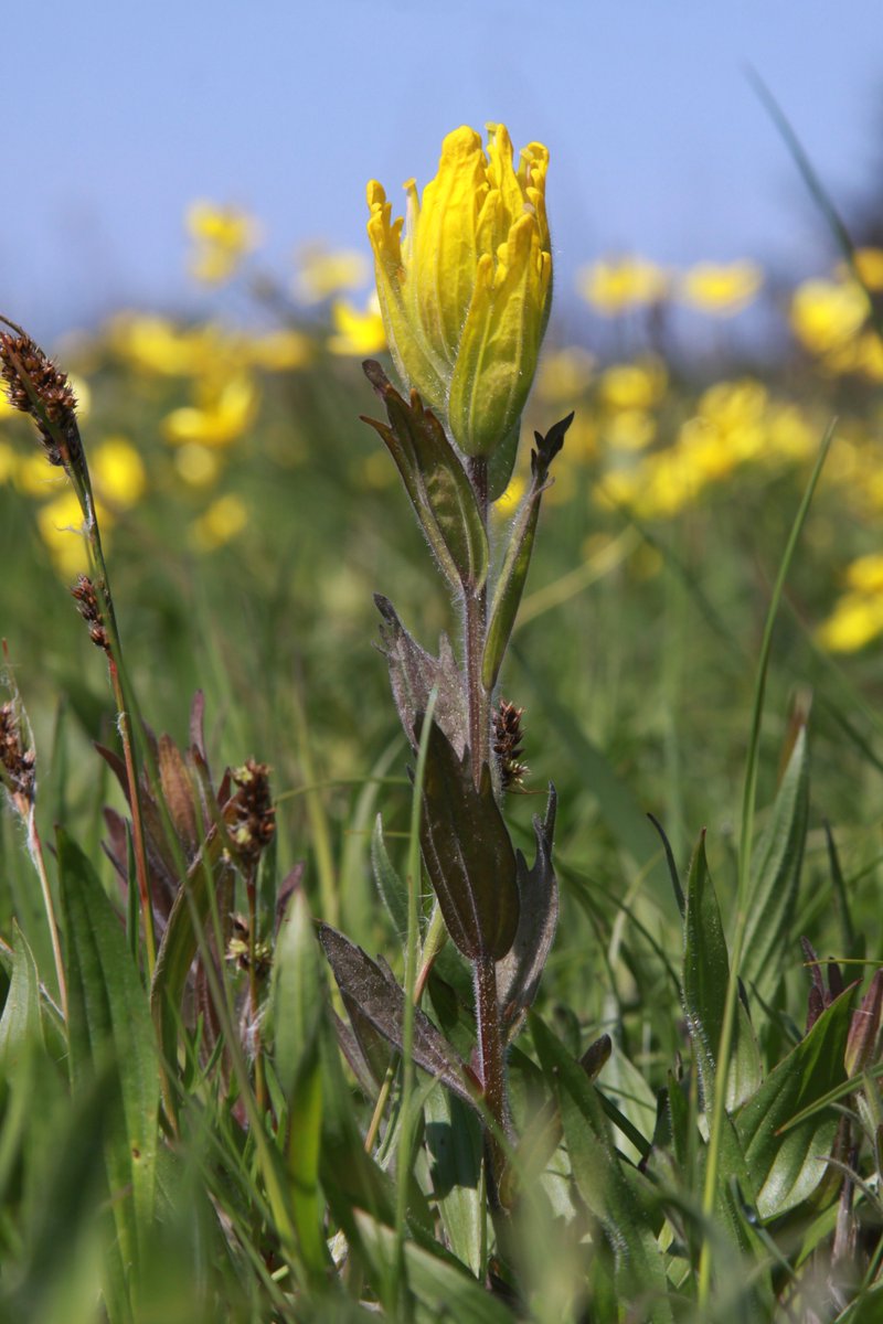 Look who's popping up at our Admiralty Inlet Preserve? 

#goldenpaintbrush, #whidbey, #whidbeyisland