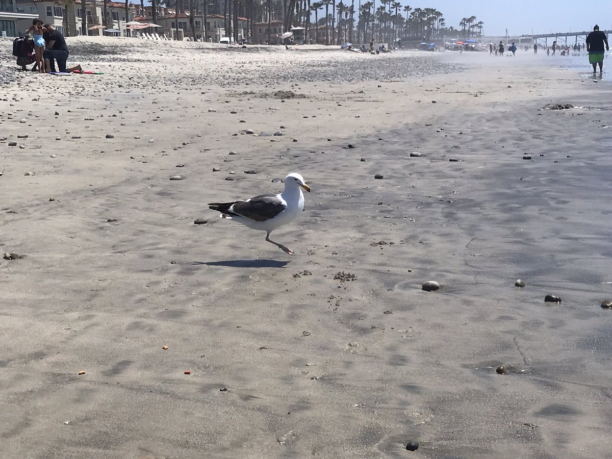 CalStateRE's tweet photo. Pegasus (the one legged seagull) and I have an understanding...I bring kitty kibble...and Pegasus eats it!
#helpoutafriendinneed #oceanside #scottandshelleyweier #c2financial #seamonsterhomes #northohomes #southohomes #oceansidepier #goodbuddiesforlife https://t.co/48hzrBZ3VB