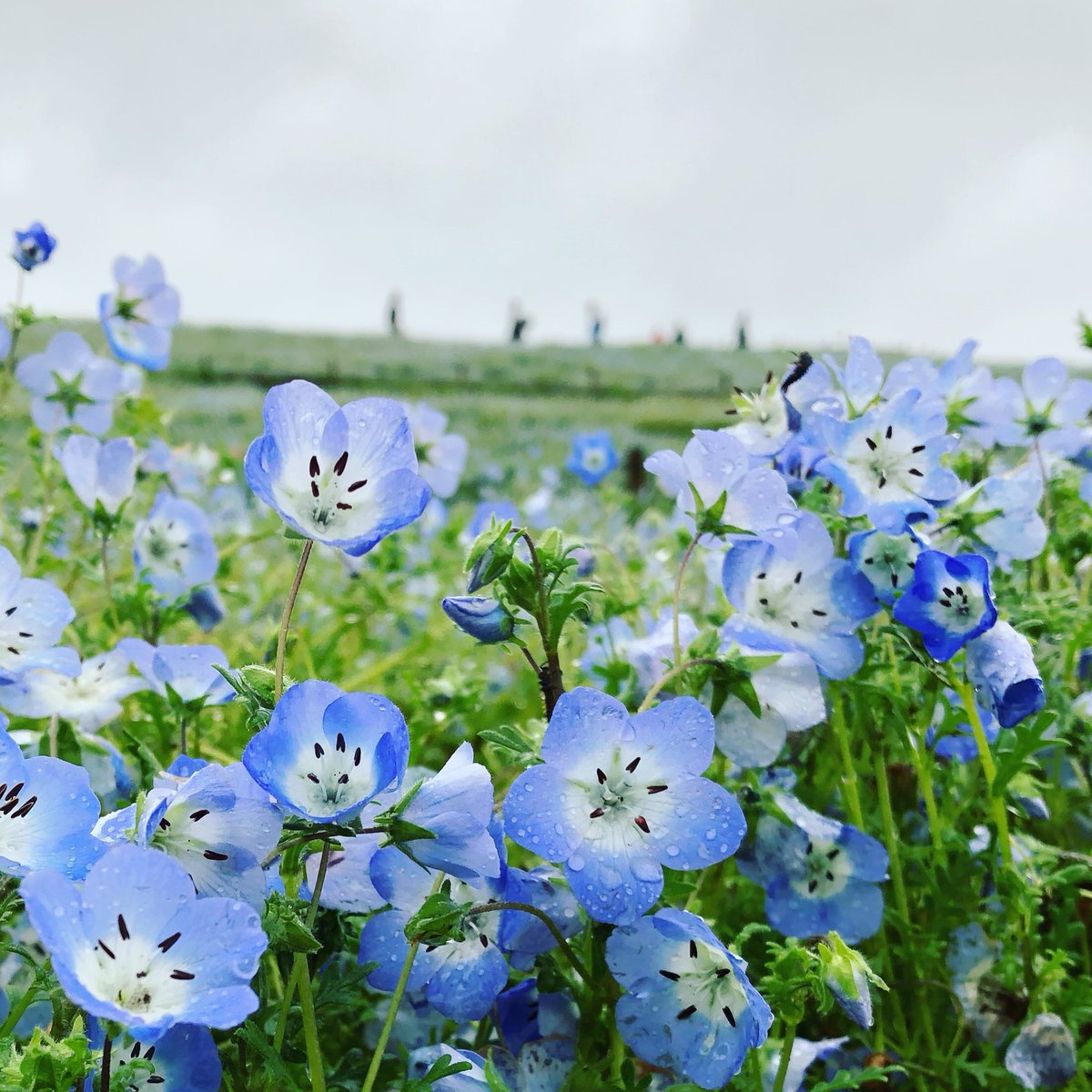 ネモフィラの花言葉