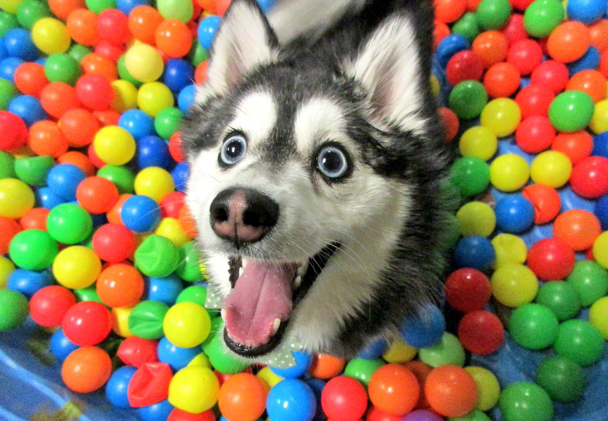kaiserthepomsky's tweet photo. @BaderzOG 🤓 https://t.co/2HY5V8tub0