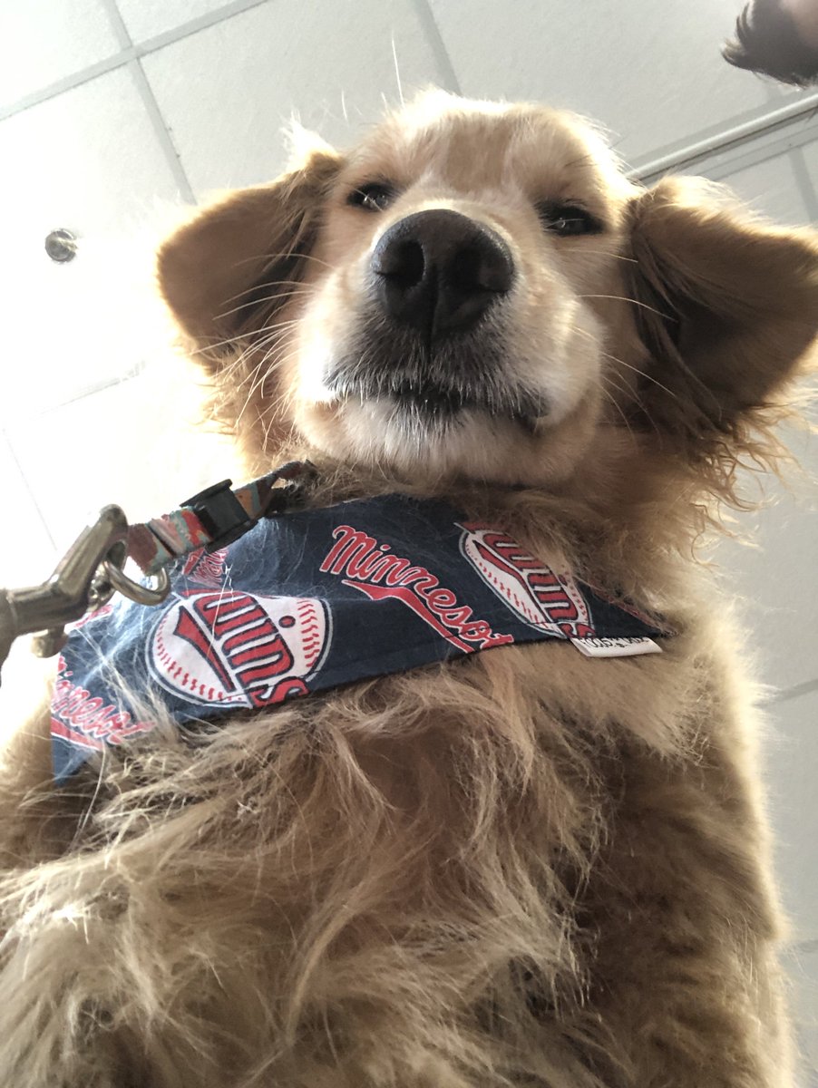 minnesota twins dog jersey