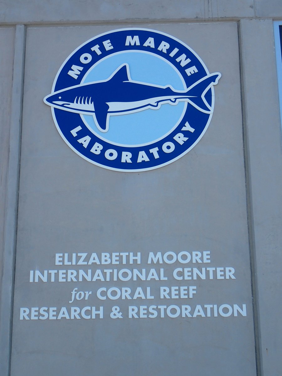 SeaSim_AIMS's tweet photo. Recently spent a fantastic week at @MoteMarineLab Elizabeth More International Center for Coral Reef Research &amp; Restoration checking out the new facility and learning about their #coralrestoration efforts from Dr David Vaughan. #microfragmentation #reefrestoration https://t.co/3gXI4MWcpO