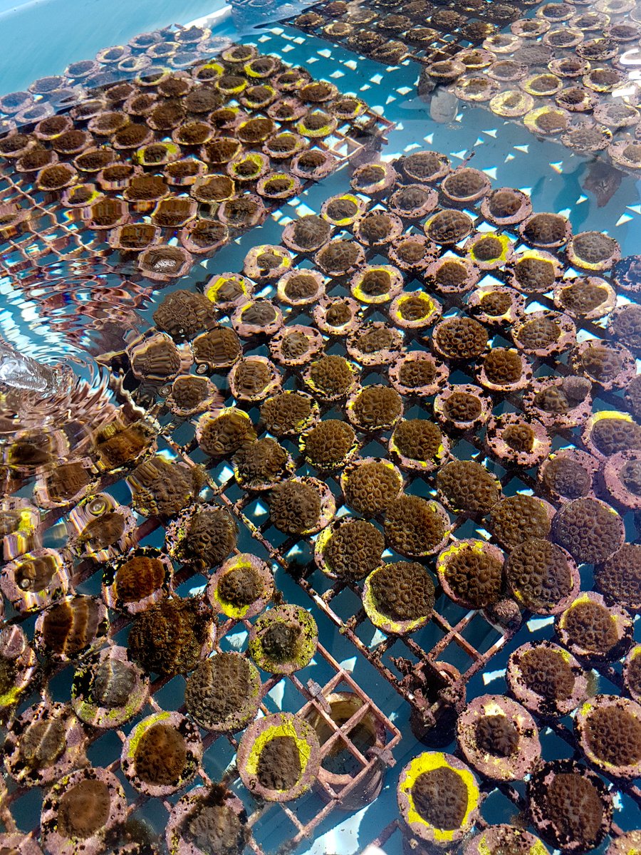 SeaSim_AIMS's tweet photo. Recently spent a fantastic week at @MoteMarineLab Elizabeth More International Center for Coral Reef Research &amp; Restoration checking out the new facility and learning about their #coralrestoration efforts from Dr David Vaughan. #microfragmentation #reefrestoration https://t.co/3gXI4MWcpO