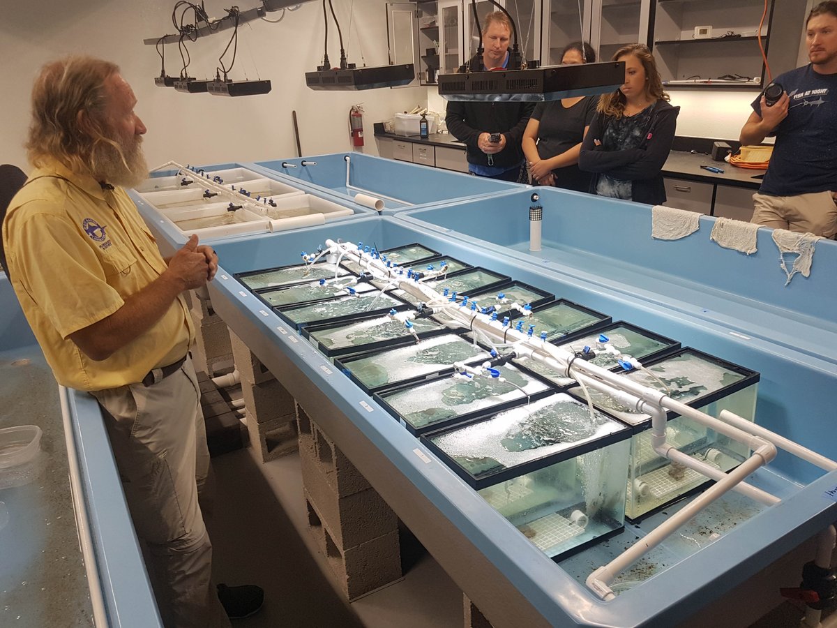 SeaSim_AIMS's tweet photo. Recently spent a fantastic week at @MoteMarineLab Elizabeth More International Center for Coral Reef Research &amp; Restoration checking out the new facility and learning about their #coralrestoration efforts from Dr David Vaughan. #microfragmentation #reefrestoration https://t.co/3gXI4MWcpO