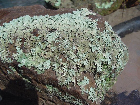 jennyclose_'s tweet photo. Lichen turn rocks into soil so other plants can grow and thrive 🌲🌴🌸💐 #pioneerspecies #keepgrowing https://t.co/JEbDsySBv1