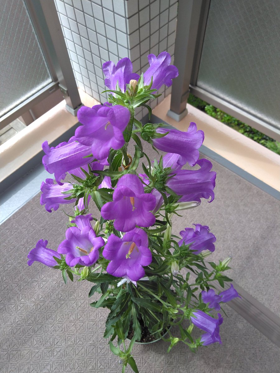 最も共有された プリメラ 花