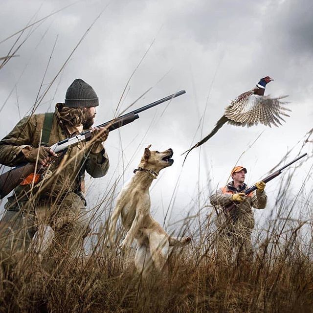 YUDUOutdoors's tweet photo. You can’t teach desire! It’s just got to be what YUDU! 
@skeletonoptics ・・・
Some dogs are just bad to the bone • No Boundaries • .
.
.
#skeletonoptics #noboundaries #walloffame #filson1897 #sportdogbrand #hevishot #pheasantsforever #pheasanthunti… https://t.co/EUjFEkyiqg https://t.co/3Psto8nqnT