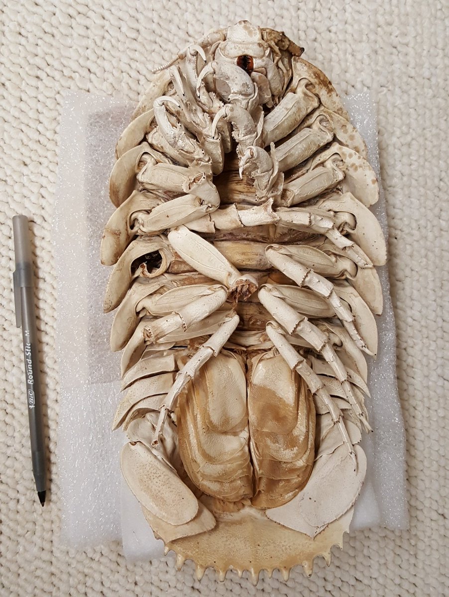 LadyNaturalist's tweet image. We had a blast tonight at #REELScience: Starship Troopers @CedarLeeTheatre, hosted by #entomologist Dr. Nicole Gunter @LepanusLady! We even brought a really "BIG bug" with us, #Bathynomus giganteus: a deep sea isopod! #scicomm #CLE