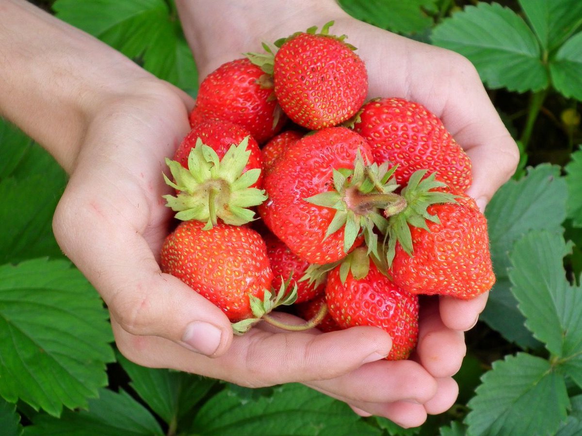 RT @edible_houston: It's spring, which means strawberries! Find a new favorite recipe for seasonal strawberries from @ediblestories via @EdibleSarasota @edible_KC @ediblerichmond @edibleLou & more! #strawberries #recipes #ediblecommunities #ediblehouston…