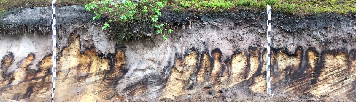 planto_pia's tweet photo. Speaking about #soilcarbon, @Comerfordnbc reminds us that, "the biodiversity we can see aboveground is only a footnote to the biodiversity that lives underground". Learn more about one of Dr. Comerfordʻs favorite soils, the Spodosol https://t.co/eeoUUBXygn #nremseminar #microbes https://t.co/xE8ARFVKJw