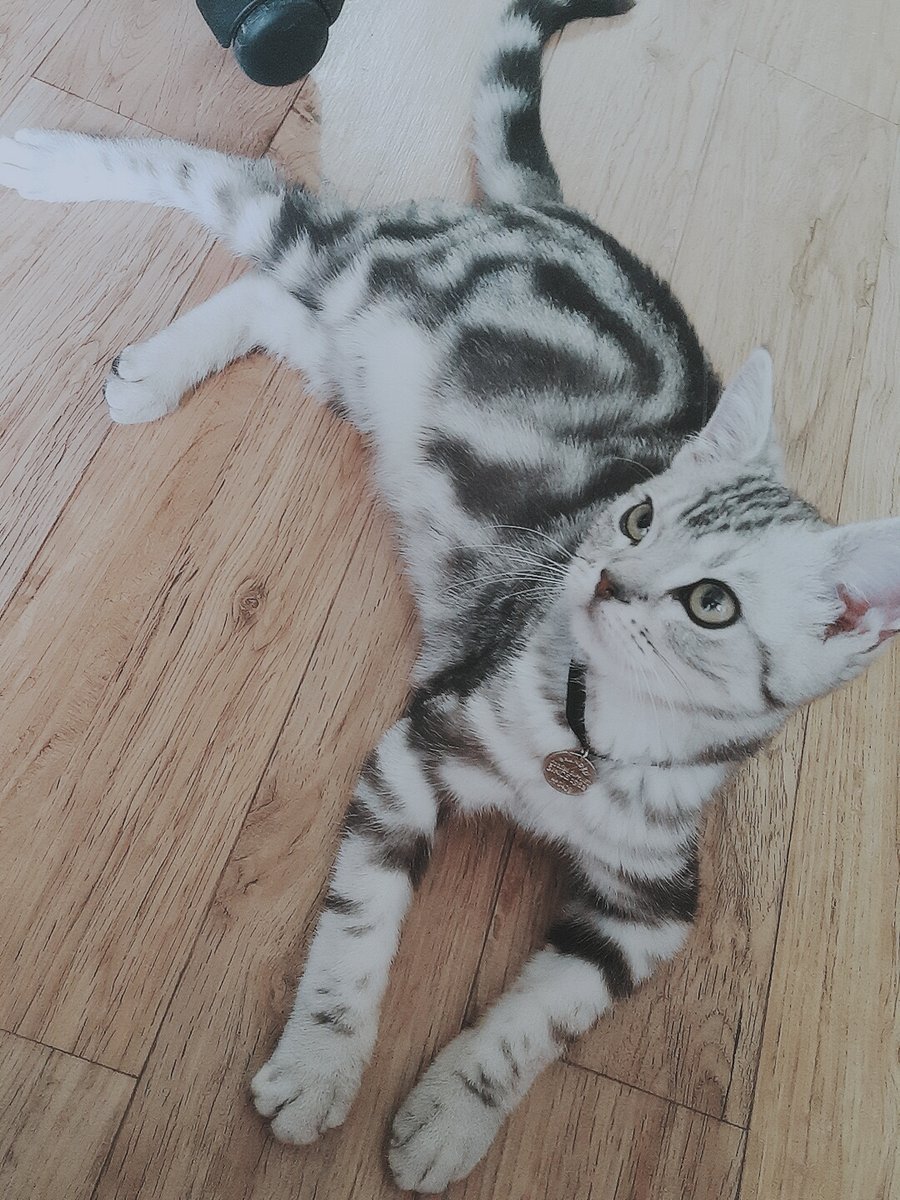 Priest_butler's tweet photo. 후후 귀여워요 https://t.co/fiXMTM2Sog