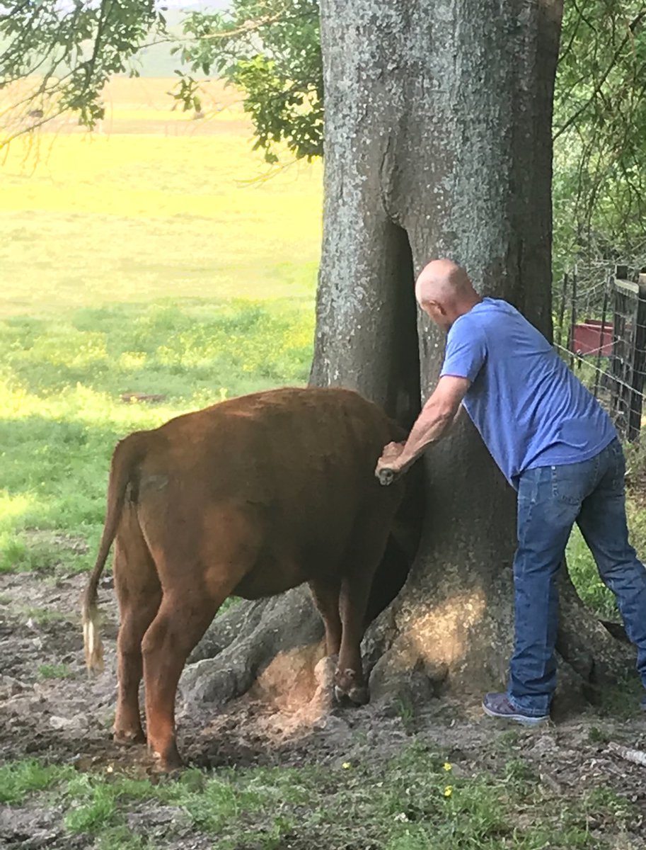 T5Cattle's tweet photo. The Bible talks about “ having an ox in the ditch”; mine today was a heifer with her head stuck in the hole of a tree. How do they get into these situations? #mymy #patiencetested #howhavethetsurvivedasaspecie https://t.co/Zbse9GIAjb