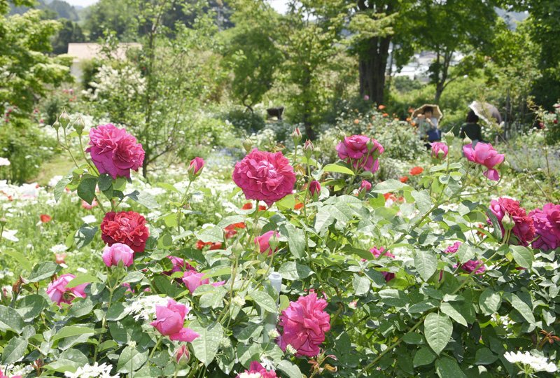 イングリッシュガーデンハウス のバラの見ごろやバラまつりとバラ園情報 バラ園案内 バラの見ごろと開花状況