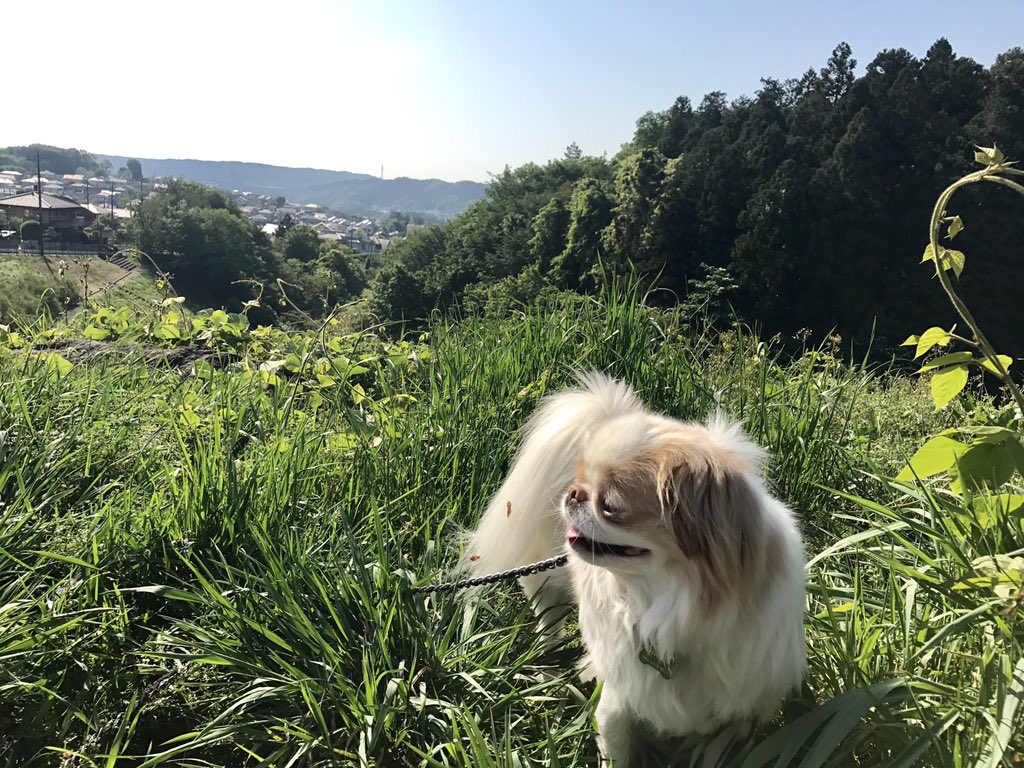 elovissato's tweet image. いやぁ、暖かい。
つか暑い😵
花粉もようやく落ち着き、陽射しの力強さと新緑の勢いが凄い！ 花は咲き乱れ草木の伸びと緑色の強さが一層際立つ
散歩が楽しくてしょうがないロン吉の嬉しそうな顔ときたら、
犬もこんな顔するんだよね。特にウチのコは表情豊かだよなぁ
#狆好き #鼻ぺちゃ犬好き #狆の会