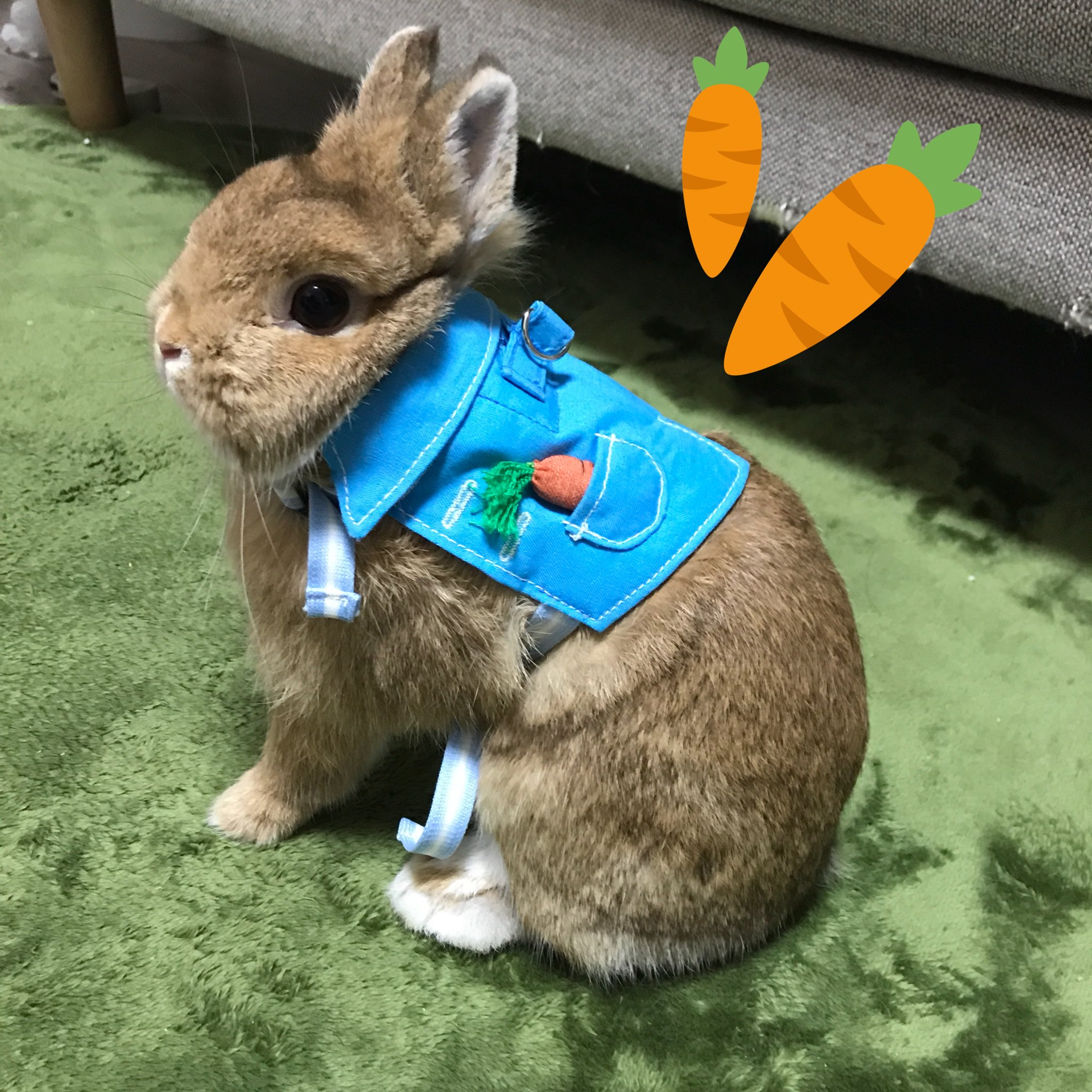 うさぎのしっぽ恵比寿店 新商品の ピーターなりきりハーネス とっても可愛い ピーターラビット 風のハーネスです うさぎのしっぽ うさぎ恵比寿 ピーターラビット
