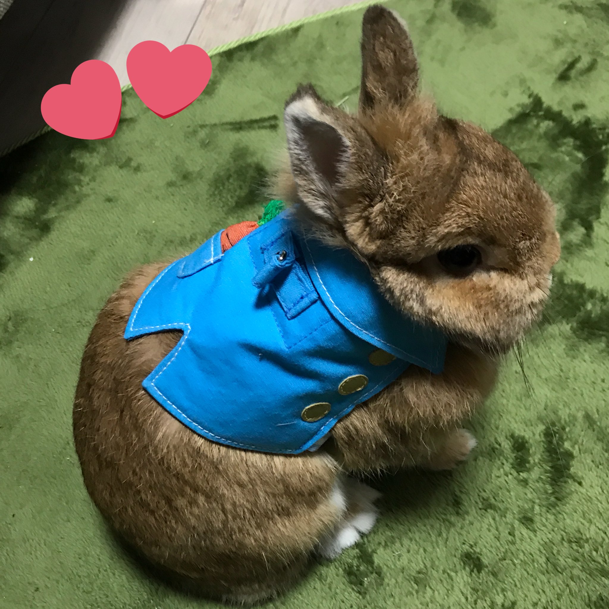 うさぎのしっぽ恵比寿店 新商品の ピーターなりきりハーネス とっても可愛い ピーターラビット 風のハーネスです うさぎのしっぽ うさぎ恵比寿 ピーターラビット