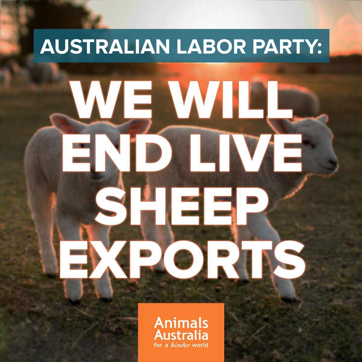 AnimalsAus's tweet photo. ❗ BREAKING: @AustralianLabor has committed to phasing out live sheep exports announcing just now that there is no way to prevent deaths on-board and that they "don't see a future for live sheep exports"! 
SHOW YOUR SUPPORT: https://t.co/x6f0r5KB1h 
#EndLiveExport https://t.co/wvkjTVH1tF