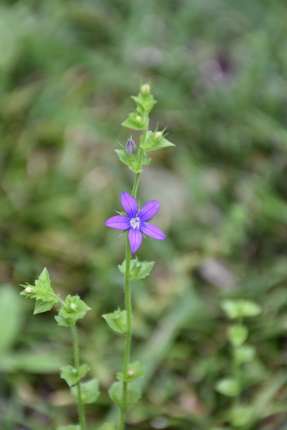 武者小路実篤記念館公式 記念館中庭の芝生で小さな花が咲き競っています 花びらが6枚でピンクの花が庭石菖 よく似ているけれど白紫 の花は大庭石菖 花びらが5枚で赤紫の花は雛桔梗草 いわゆる雑草ですが よく見るとかわいらしい花です T Co