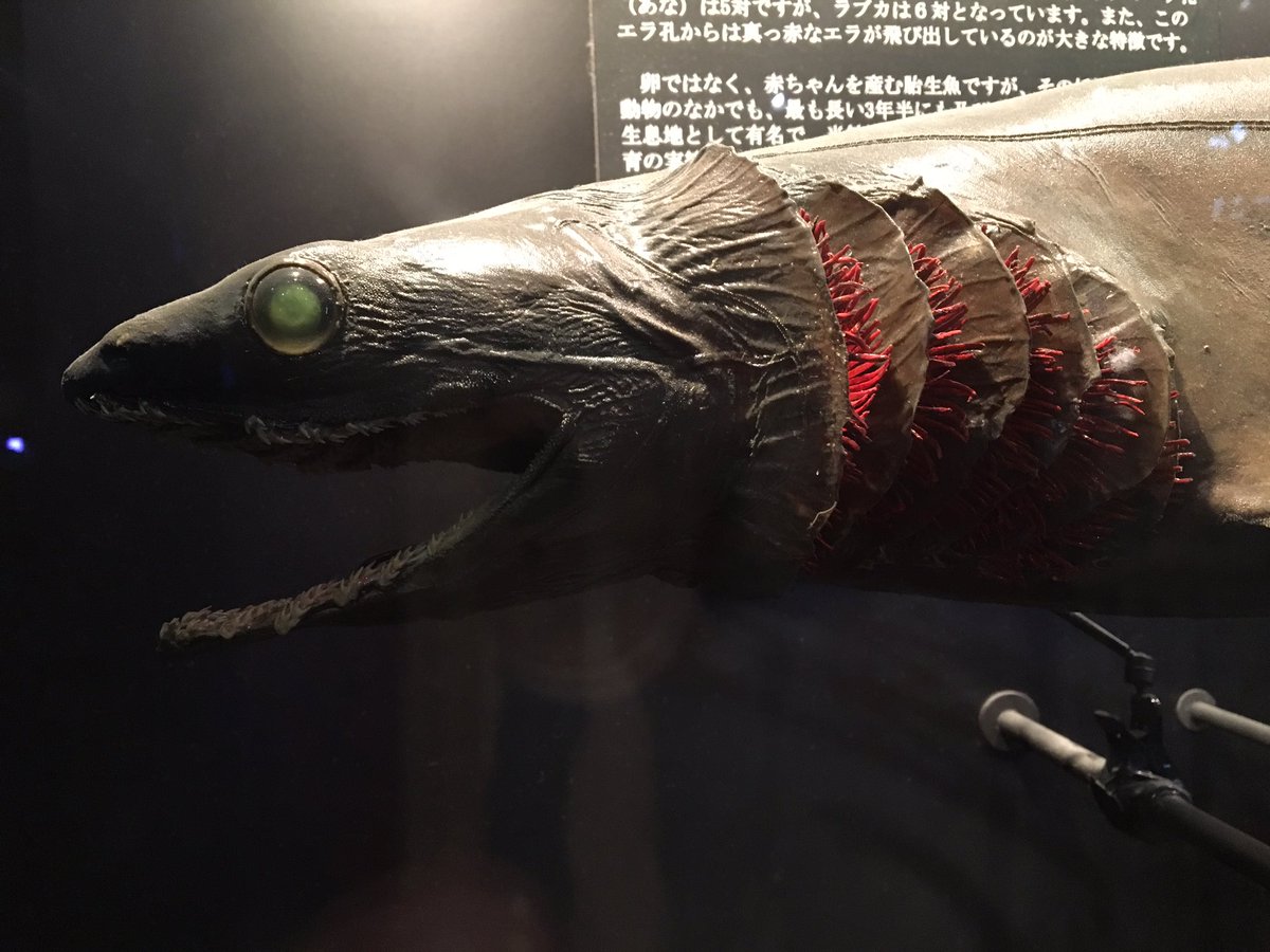 シンゴジラ 第二形態のモデル Cerca Al Twitter