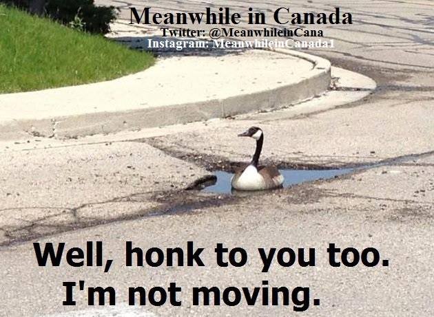 MeanwhileinCana's tweet photo. #MeanwhileinCanada https://t.co/GstaWuSdEE