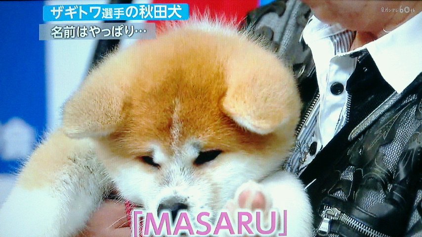 Take7700 ロシア ザギトワ選手に贈る雌の秋田犬の名前は Masaru に決定 0 b ザギトワ選手 秋田 犬 Masaru T Co 3okcj6bimz Twitter Take7700 ロシア ザギトワ選手に贈る雌の秋田犬の名前は Masaru に決定 0 b ザギトワ選手 秋田 犬 Masaru T Co 3okcj6bimz Twitter
