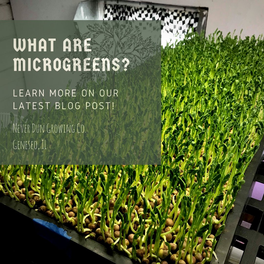 neverdungrowing's tweet photo. Has our talk about #microgreens got you wondering what they are, exactly? Check our latest blog post to learn more! #eatlocal #neverdungrowing
https://t.co/sJwSVXN4wq https://t.co/AOUdrHr8Xe
