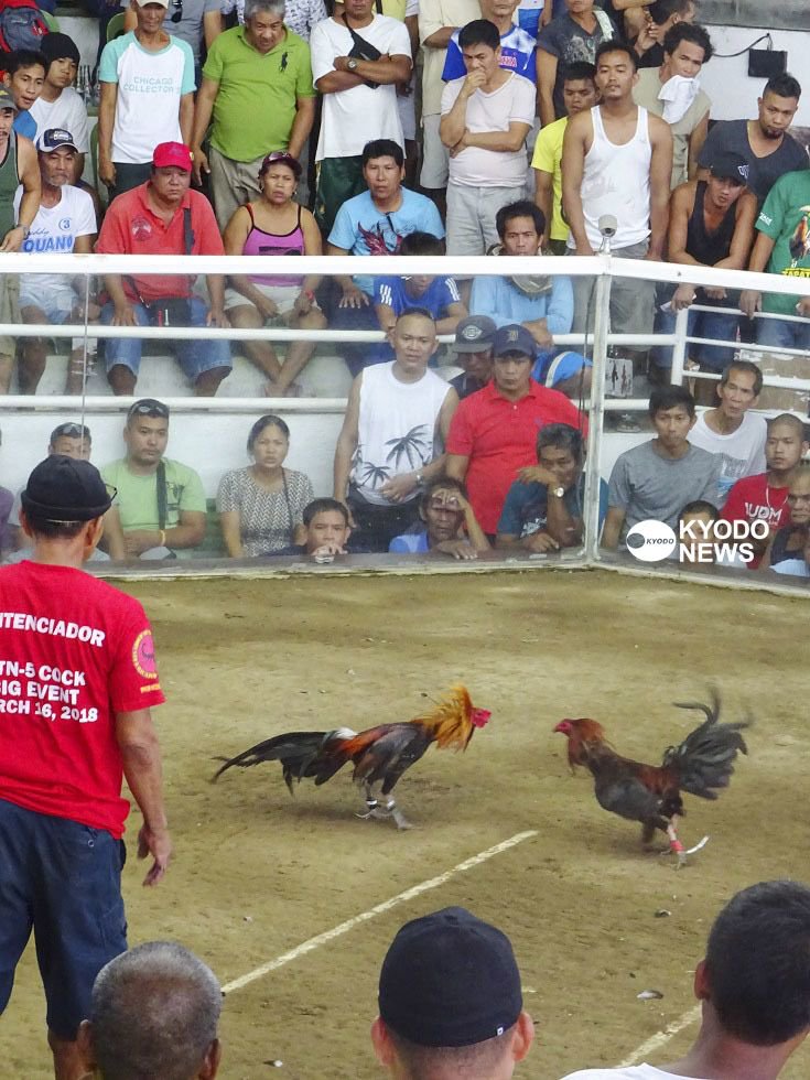 Uzivatel 共同通信写真部 Na Twitteru 闘鶏場の鶏の声 諸行無常の響きあり 闘鶏が盛んなフィリピン中部ネグロス島バコロドを扱った海外エッセー コケコッコーの悲しい響き 写真と原稿はこちらから T Co Qm7bfcbfpb 撮影 岩橋拓郎 喜 闘鶏 Uzivatel 共同通信写真部 Na Twitteru 闘鶏場の鶏の声 諸行無常の響きあり 闘鶏が盛んなフィリピン中部ネグロス島バコロドを扱った海外エッセー コケコッコーの悲しい響き 写真と原稿はこちらから T Co Qm7bfcbfpb 撮影 岩橋拓郎 喜 闘鶏