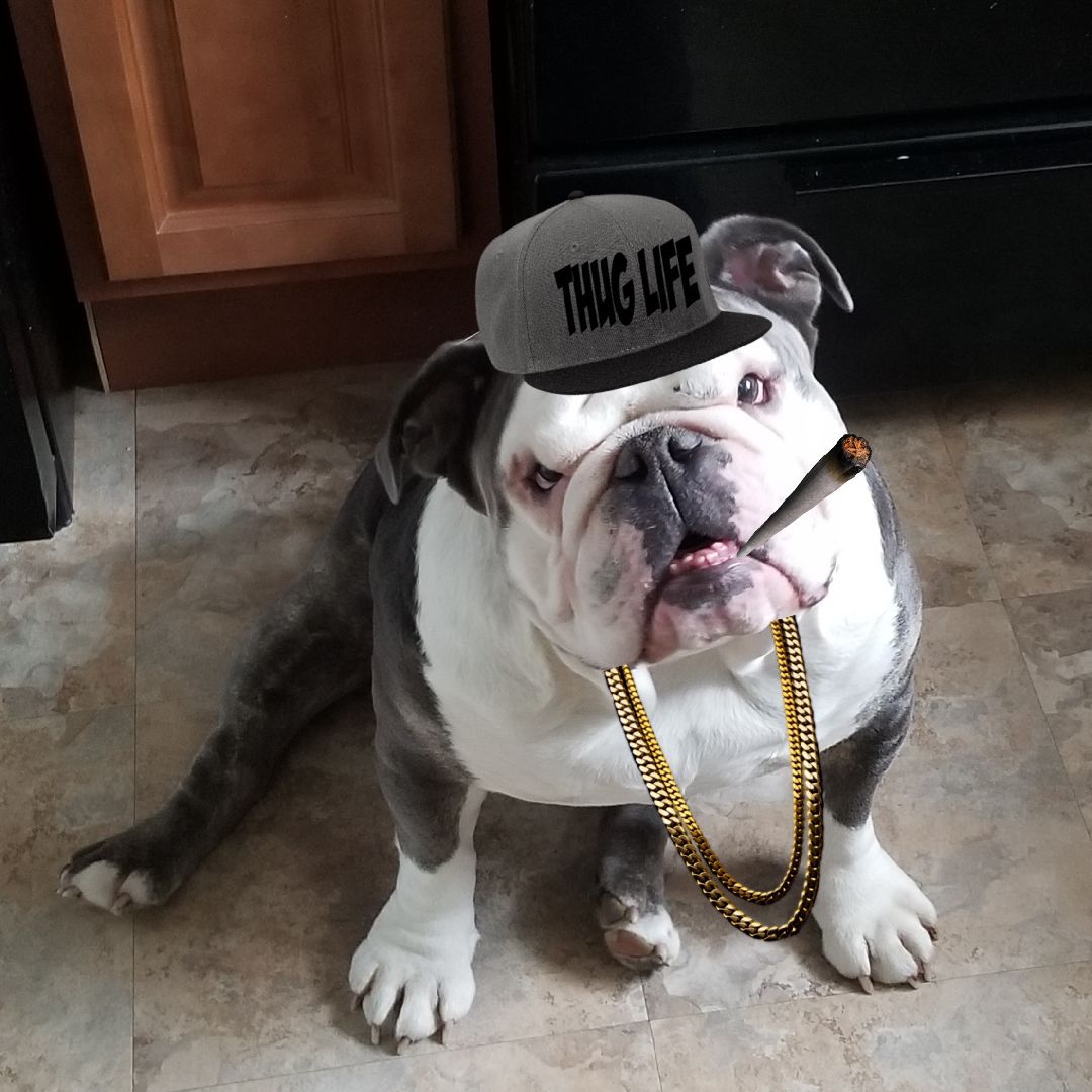 vinny_makk's tweet photo. @miiss_giggless Muahahaha look at my other puppy #homelesshorde https://t.co/DWLDhkoA5L