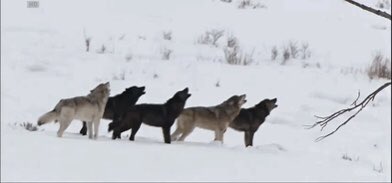 DHCDryden2018's tweet photo. Let us hear you howl!!! The @DrydenGMIceDogs have improved to a 2-0 record at the @DHCDryden2018 with their 3-0 win over the @CochraneCrunch. Last round robin game is Thursday vs @TBNorthStars 
#DIDDUD #welcometothedogpound #roadtothedudley https://t.co/KHFlqqA78c