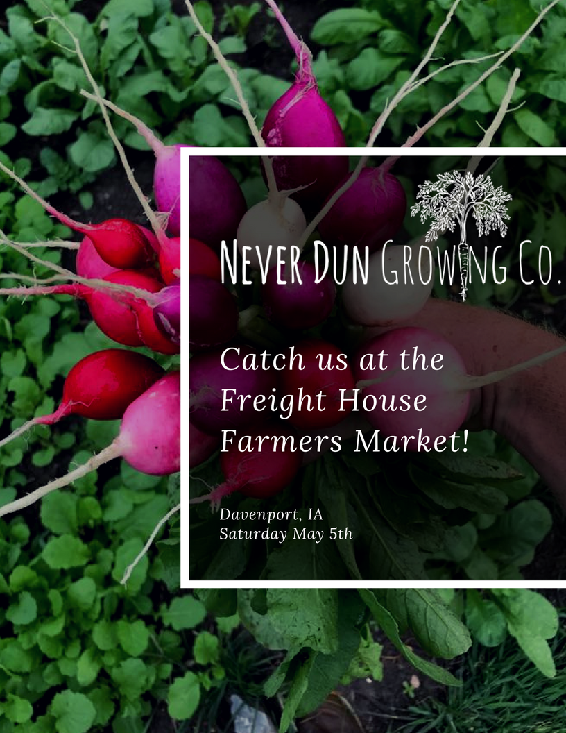 neverdungrowing's tweet photo. Come see us this Saturday at the Freight House Farmers Market in Davenport, IA! The market is open from 8AM - 1 PM. We'd love to chat with you and sell you some fresh produce! #farmersmarket #freighthousefarmersmarket #neverdungrowingco #eatlocal https://t.co/QLrbhGDDXb