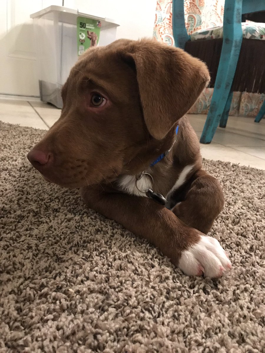 TaylerJo_'s tweet photo. I really need to find this guy a home, I can't have 3 dogs and I'm watching him until he finds a home so he doesn't have to go to the pound. He is a lab/aussie/pitbull mix and his very sweet and calm. https://t.co/J7LG3NCOuB