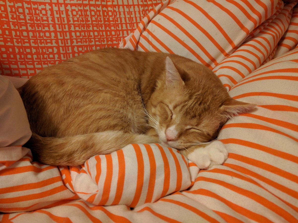 shiraz's tweet photo. today we had to say goodbye, so  @Dent_the_cat could cross the rainbow bridge

he had FIV, but battled pneumonia for the last 3 months

going to miss you buddy, you were a very happy cat https://t.co/DGKMee9OZf