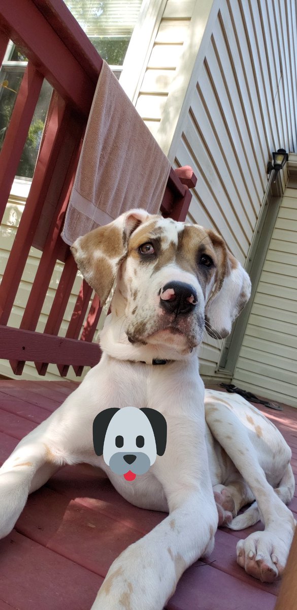mokzwright11's tweet image. We finna be able to get our daughter a dog. But he is not just a dog but wonderful blessing to us, he has an amazing behavior and very obedience dog. Please me our new member of family Duke. His a Great Dane and 8 months old so were excited to see what&apos;s ahead of us with him 😊
