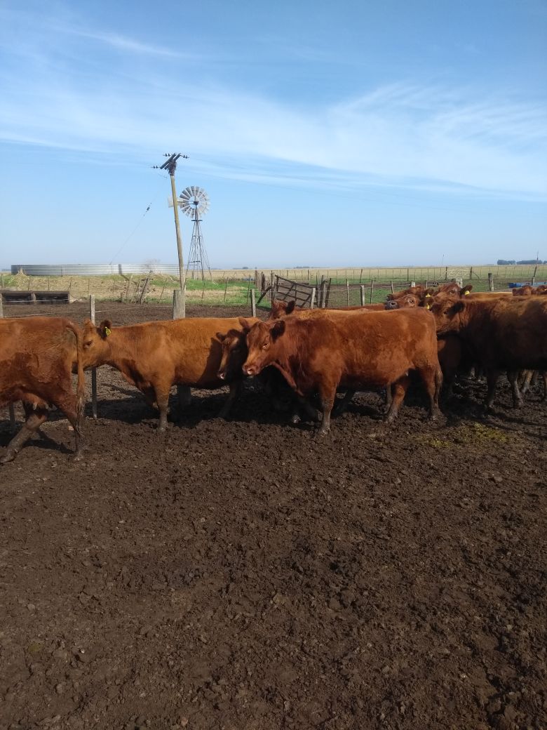 enbaca's tweet photo. https://t.co/mGWS086ydX   nota en el programa #tecno @agrolinkweb @revistachacra de @apriledaniel sobre las ventajas https://t.co/erlK383PVx #bajandos #costos en #comercialización https://t.co/1hP0jyIMh4
