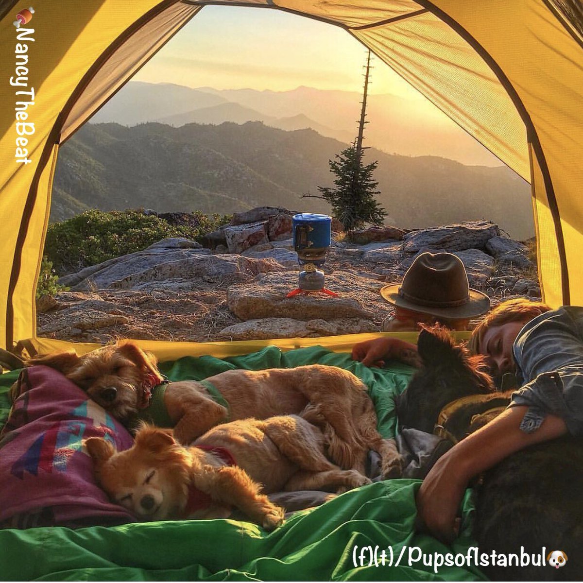 pupsofistanbul's tweet photo. Günaydın hayat! | Good-morning life! 🌈🐶☀️ via @nancythebeat 😘 #pupsofistanbul #istanbul #köpek #puppy #onlarbizeemanet #satinalmasahiplen #dog #pet #pets #puppylove #köpeksahiplen #dogs #photooftheday #beautiful #love #life ♡ https://t.co/J1c4rjLHrO