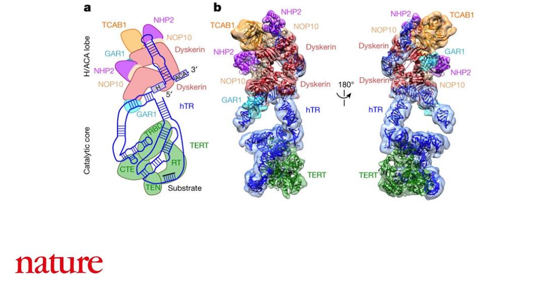 NaturePortfolio's tweet photo. The structure of the human telomerase enzyme is reported in Nature. With telomerase implicated in cancer and ageing, the findings represent an important step towards the development of telomerase-related therapies https://t.co/zOWYfBfK77 https://t.co/0mhmMrCoz5