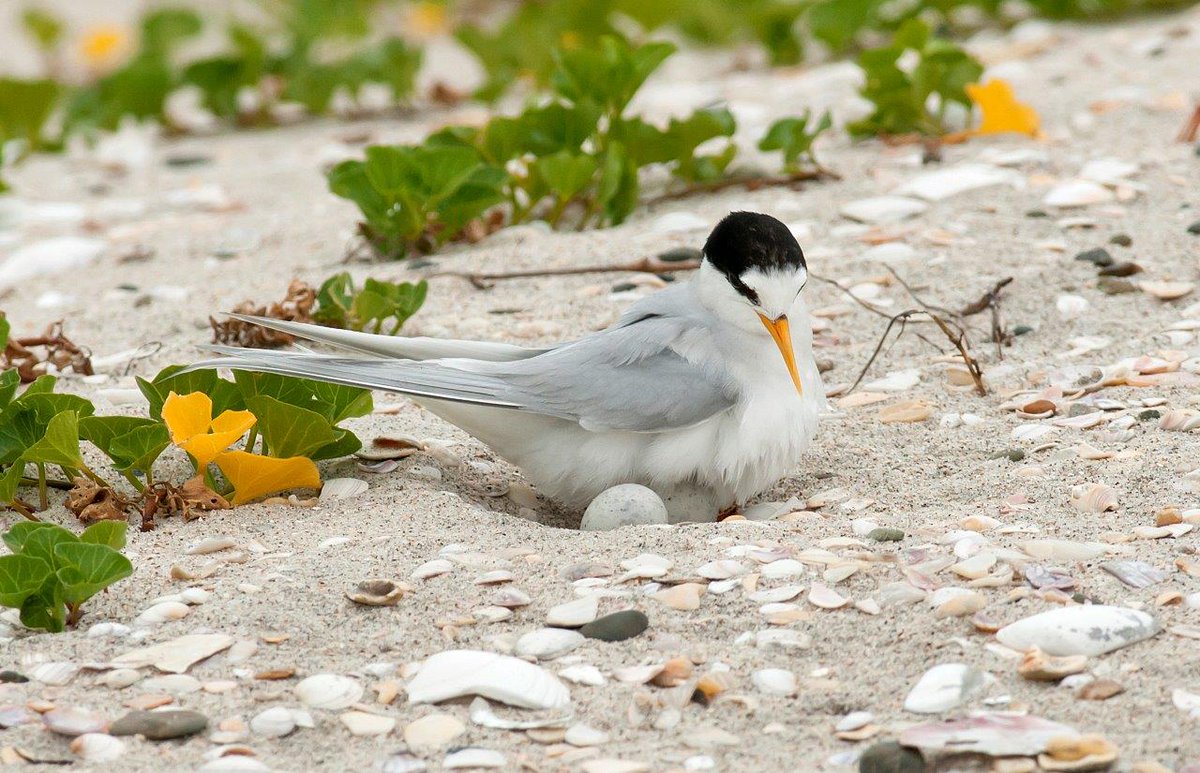 The critically endangered fairy tern/tara-iti has just four regular breeding sites all on the lower Northland Peninsula. As duck hunting season begins keep an eye out for our fairy terns as they may be feeding in the Kaipara area: bit.ly/2hh2Vod  📷: Malcolm Pullman
