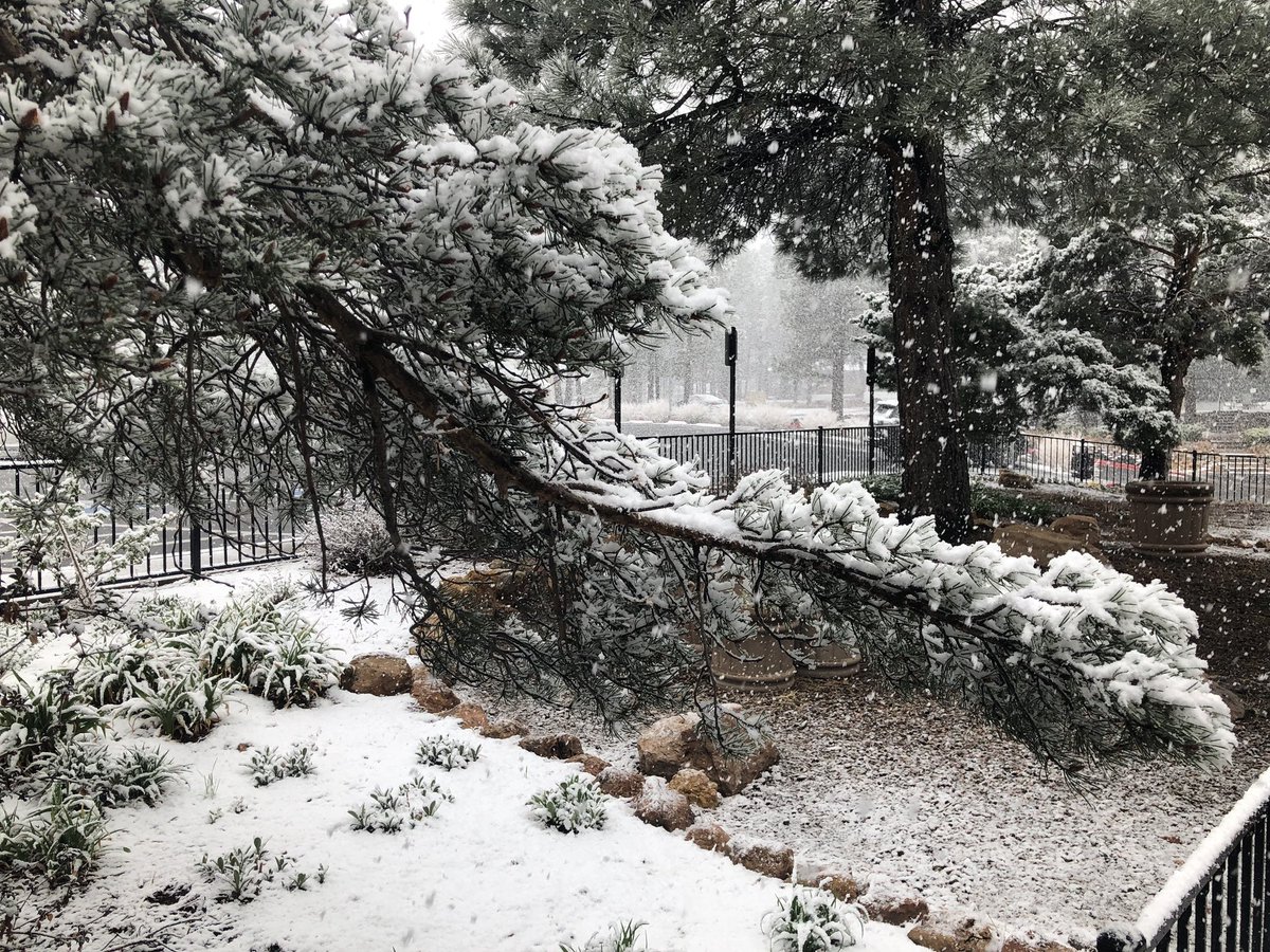 RoadtripC's tweet photo. An impromptu trip to #Flagstaff #Arizona and a surprise #Snow day out there ( Month of May ! ). Amazing ! We share so many red rocks , canyons and Sunsets that #snow from #Az is an exception we must share ! Enjoy. #Travel  #trlt https://t.co/Oae4svanIz