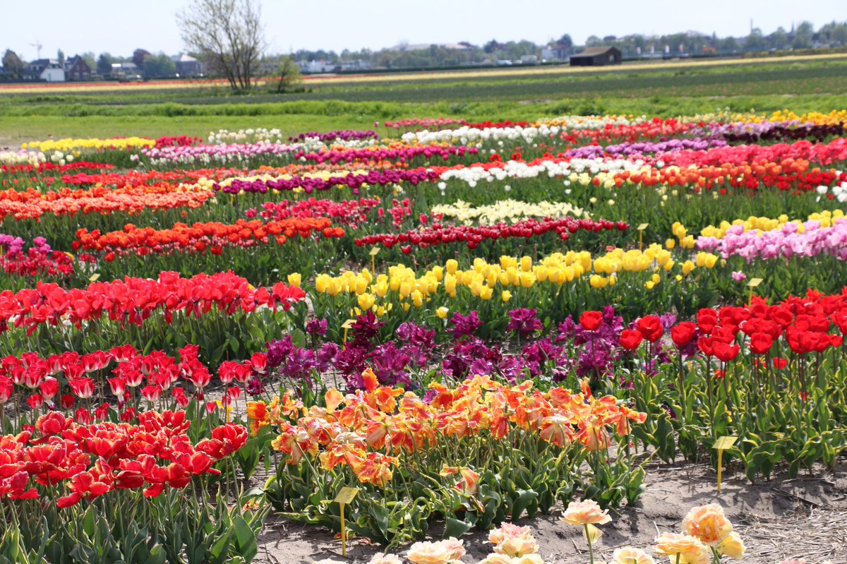 A showgarden near Keukenhof. Photo made on May 2 2018

tulipfestivalamsterdam.com