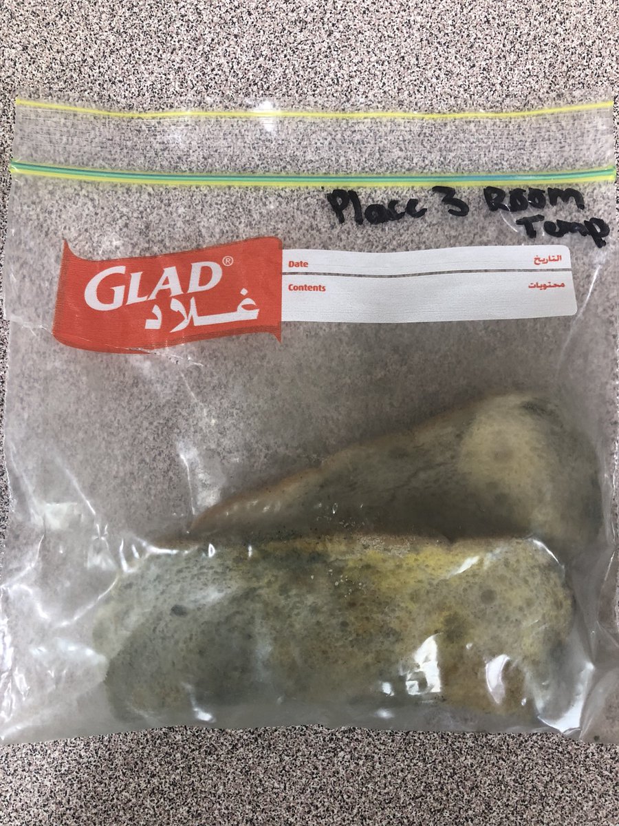 AIS_Grade6's tweet photo. Observations on our mould investigations are going well as are our scientific reports #AISmiddleschool #AISscience https://t.co/9wEA1whkSr