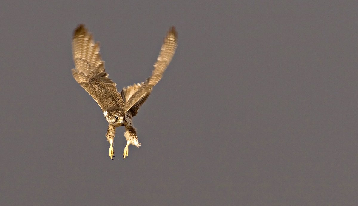 TheFalconBirder's tweet photo. Special thanks to @HoubaraFund & @BirdLife_News for inviting the Coordinating Unit of the #RaptorsMoU to contribute to last week's inspiring and successful #FlywaysSummit here in #AbuDhabi, #UAE. Some great outcomes! #VultureMsAP #SakerGAP #birdsofprey https://t.co/faxll19PHd 😎 https://t.co/39MVVVXZJr