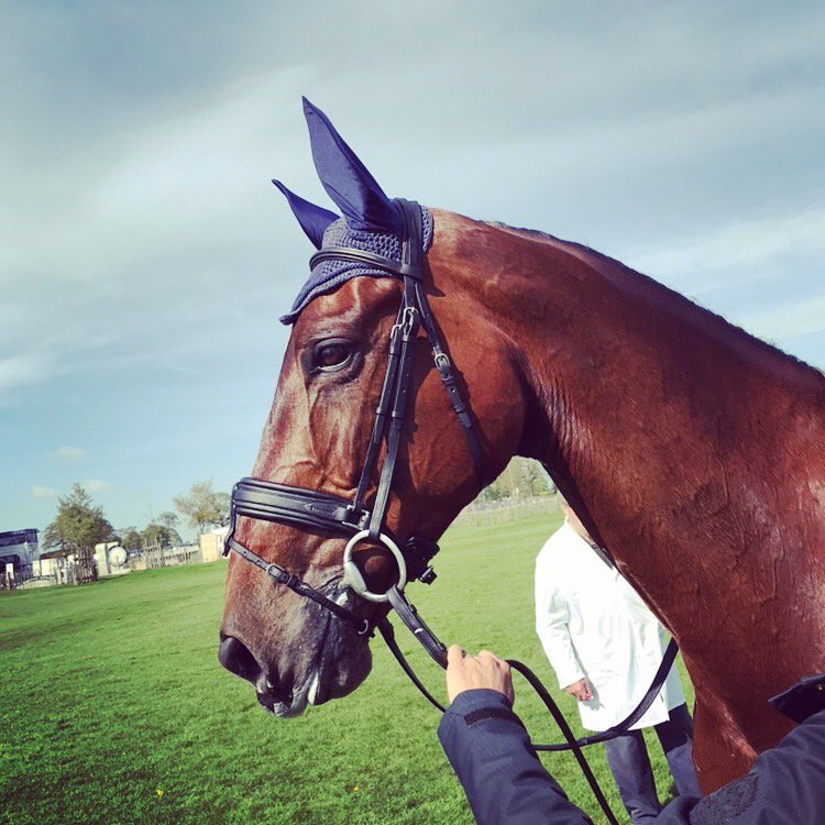 Devoucoux Bridle