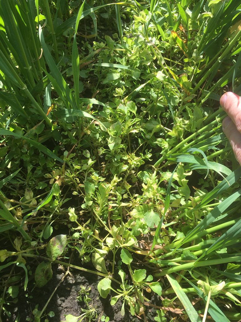 Onkruidbestrijding tarwe beoordelen. Gespoten met #CossackStar 0,2 kg en een liter olie. Prima resultaat ook op ooievaarsbek, akkerviool en grasachtigen. Zeer brede werking. #tevreden <a href="/BayerCropNL/">Bayer Crop Science NL</a> #akker