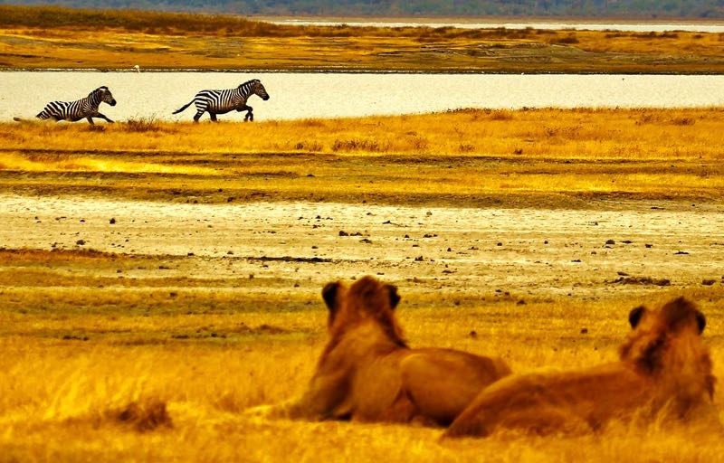 In Islanda, Sudafrica e Zimbabwe in compagnia degli autori delle guide Polaris!...  viaggidautorepolaris.it <a href="/SudafricaPerTe/">Sudafrica</a> <a href="/thisisiceland/">Iceland</a>