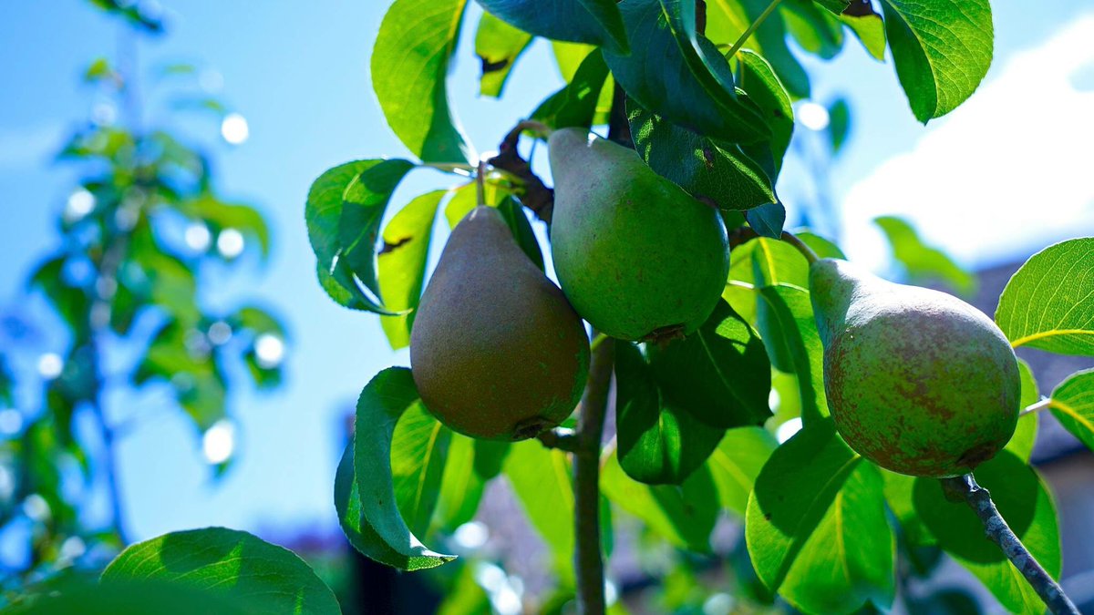 A lot of the produce we use is grown directly in our garden - you can't get fresher than that!